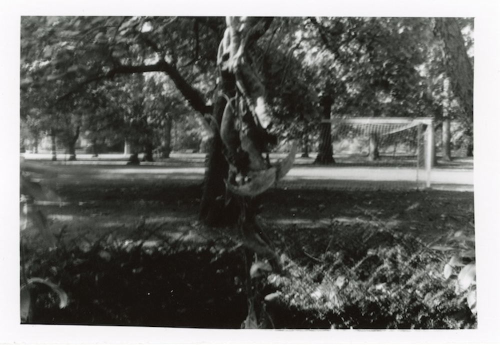 a picture of what I think is a dead plant in Carle Park.
